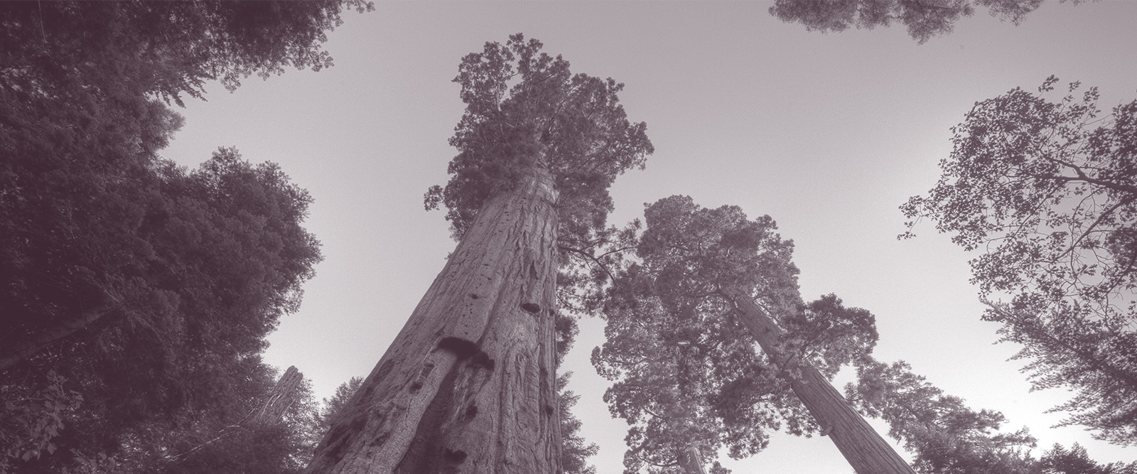 nature"